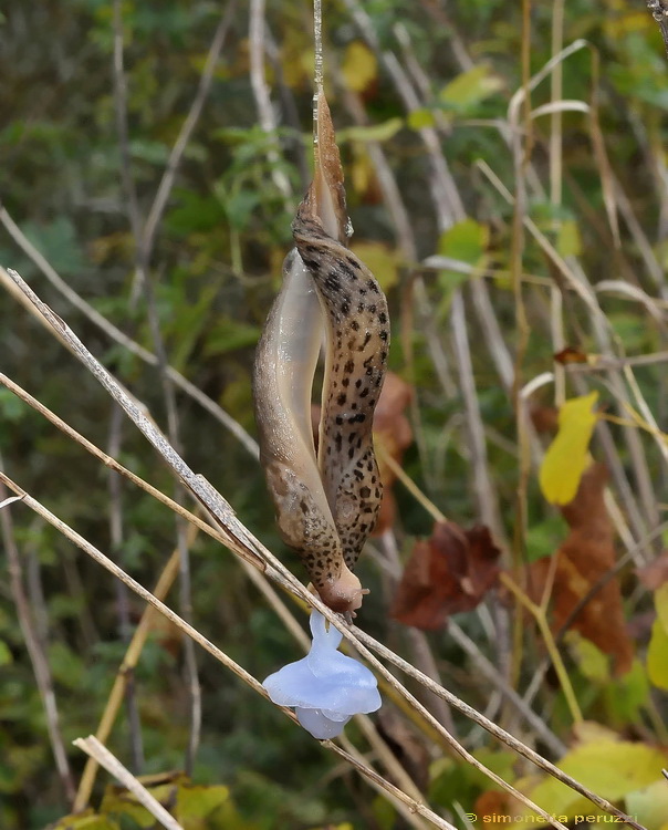 Accoppiamento di Limax maximus in terra pisana